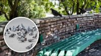 Чого найбільше бояться голуби: як позбутися настирливих птахів