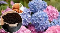 Три кухонных отхода сделают цветы гортензий яркими: женщина поделилась лайфхаком