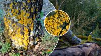 Як позбутися моху та лишайників на деревах: засоби, які швидко їх знищать