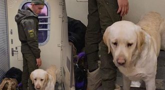 Скандал в сети: бойца ВСУ не впустили в вагон из-за собаки, он ехал в тамбуре