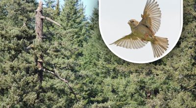 Найкраща перевірка уважності: потрібно за 9 секунд знайти пташку на дереві