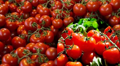 Помідори