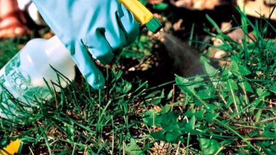 Чим полити землю, щоб не росли бур'яни: розчин, який допоможе городникам