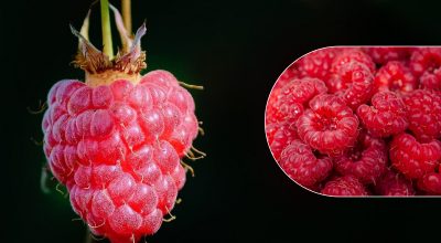 Як обрізати малину навесні: досвідчені садівники гарантують багатий урожай