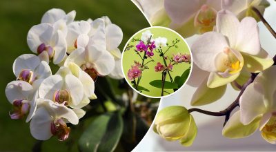 Куди краще поставити орхідею: експерти назвали ідеальне місце в домі