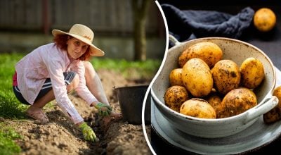 Женщина сажает картофель, картофель Женщина сажает картофель, картофель