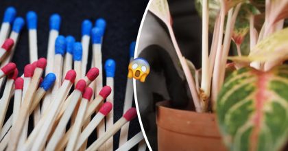 Зачем цветоводы втыкают по 5 спичек в цветочные горшки