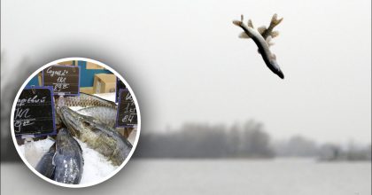 Когда начинается сезон щуки: простые советы для рыбаков