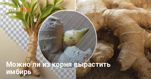 Имбирь - не только пряный корень, но еще и очень красивый цветок: как его вырастить