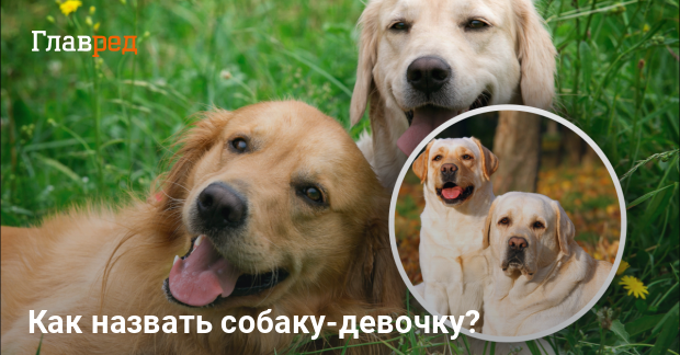 Собаки и как их зовут. Собаки и как их зовут