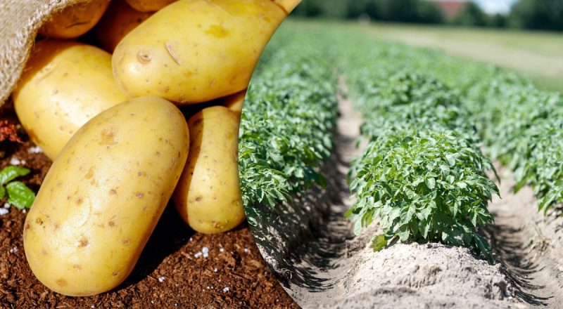 Рекордний урожай гарантовано: які сорти картоплі треба висаджувати в травні