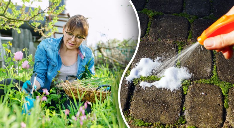 Только не уксус и сода: 3 популярных способа уничтожения сорняков на самом деле вредные