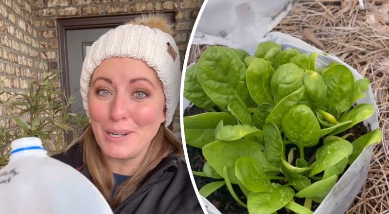 Дівчина показала, як зробити міні-теплицю - можна використати і на наступний рік