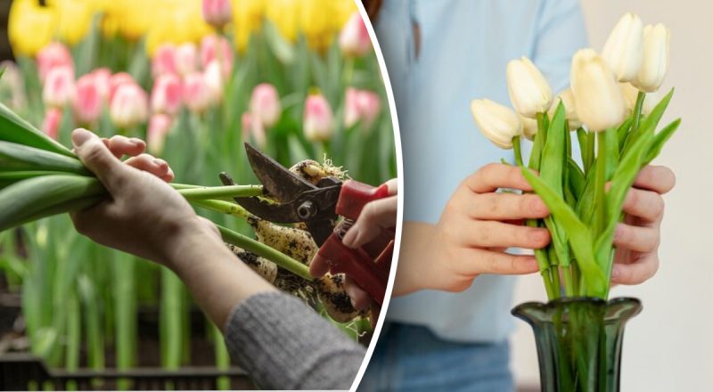 Експерт показал трюк с тюльпанами, который продлит их жизнь до двух недель