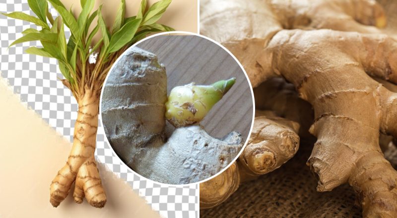 Как вырастить имбирь из магазинного корня: ароматный урожай гарантирован