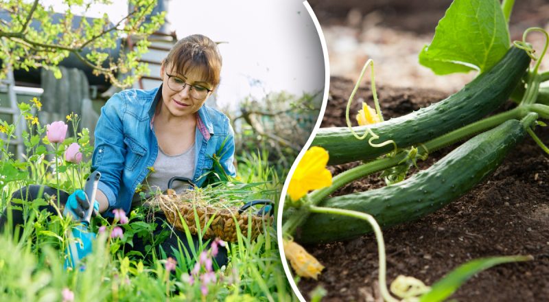 5 рослин, які не можна садити поряд з огірками: знищать весь урожай