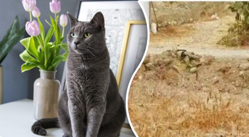 Только гений увидит кота за 8 секунд: сложная загадка на внимательность