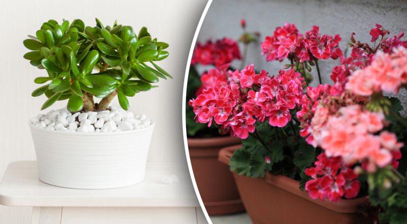 Яка маловідома помилка дуже швидко вбиває кімнатні рослини: про це знають одиниці