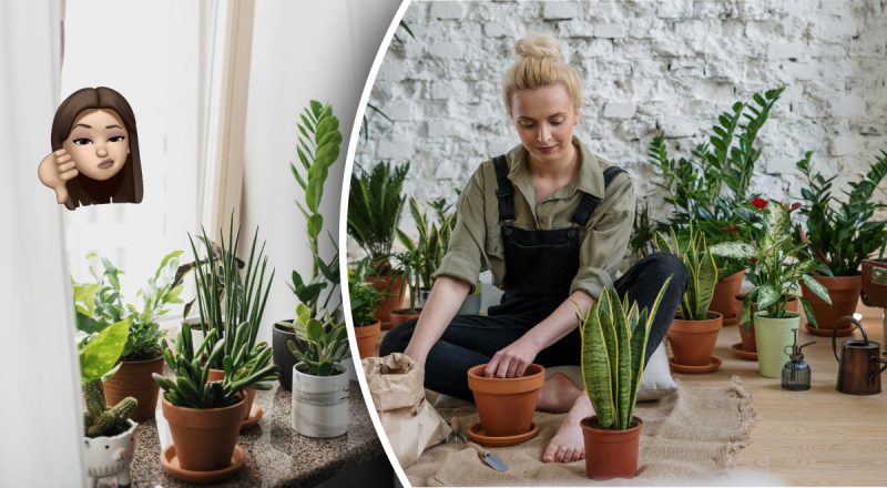 Почему нельзя ставить комнатные растения на подоконник: какие цветы в опасности