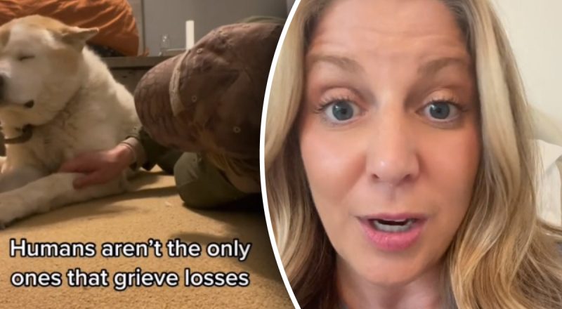 Медсестра хосписа рассказала, что делают собаки, когда их хозяин вот-вот умрет