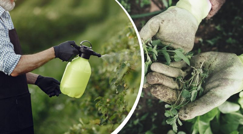 Коли використовувати засоби для знищення бур'янів: садівник назвав ідеальний час