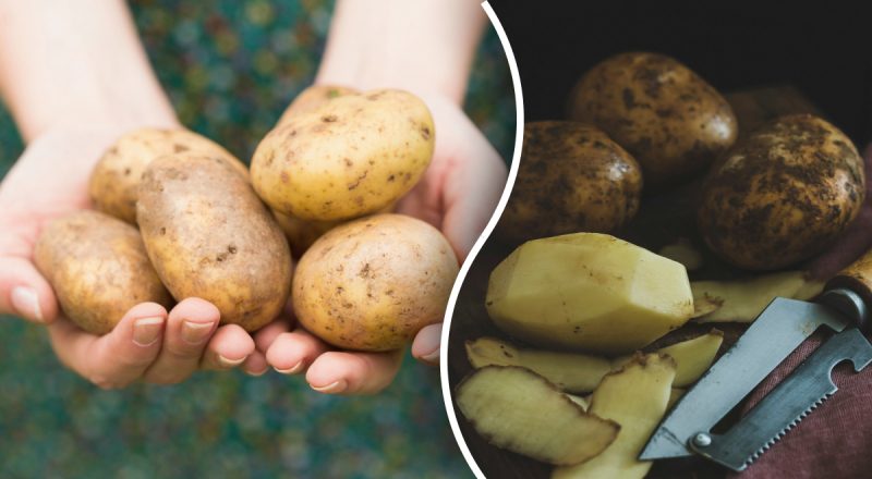 Є великий ризик отруєння: яку картоплю нізащо не можна їсти