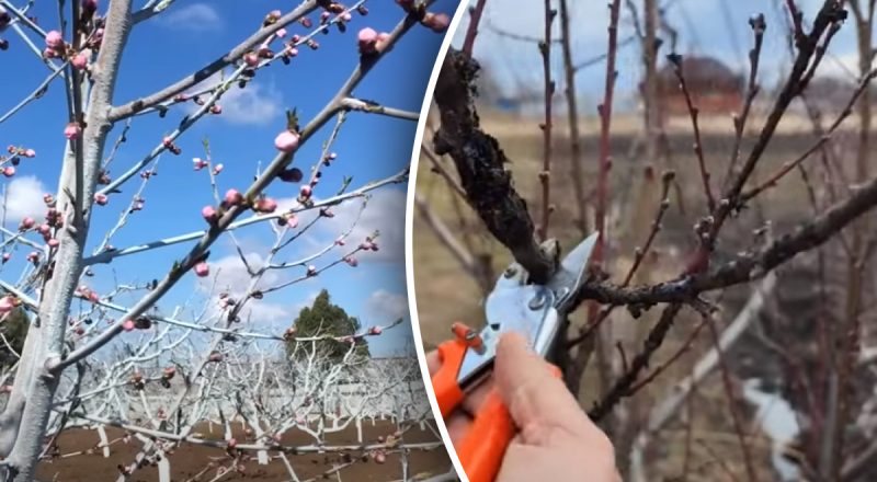 Час діставати секатор: коли і як обрізати персик навесні
