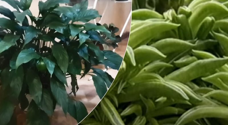 Комнатные растения зазеленеют с новой силой: эксперт поделилась секретом полива