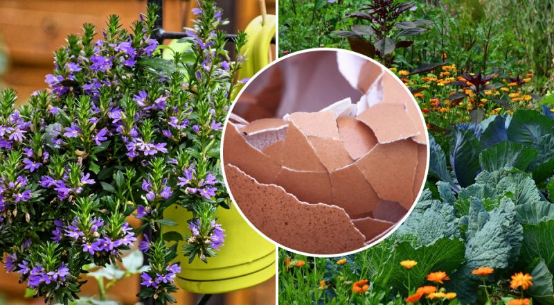 Цветение будет пышным, а листва - сочной: как применять яичную воду в саду и огороде