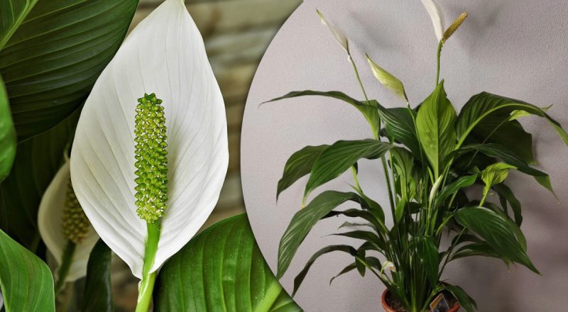 "Женское счастье" будет пышным и цветущим: как ухаживать за спатифиллумом