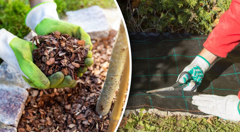 Зникне назавжди: що постелити на землю, щоб не росли бур'яни