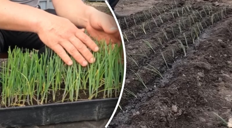 Как сажать лук весной в открытый грунт, чтобы получить бешеный урожай