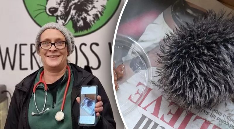 Жінка всю ніч рятувала "їжачка", але вранці вона дізналася, що це за звір