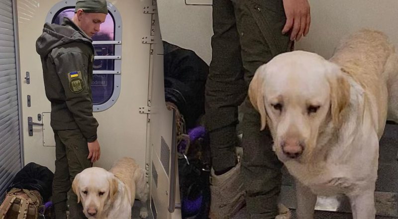 Скандал в сети: бойца ВСУ не впустили в вагон из-за собаки, он ехал в тамбуре