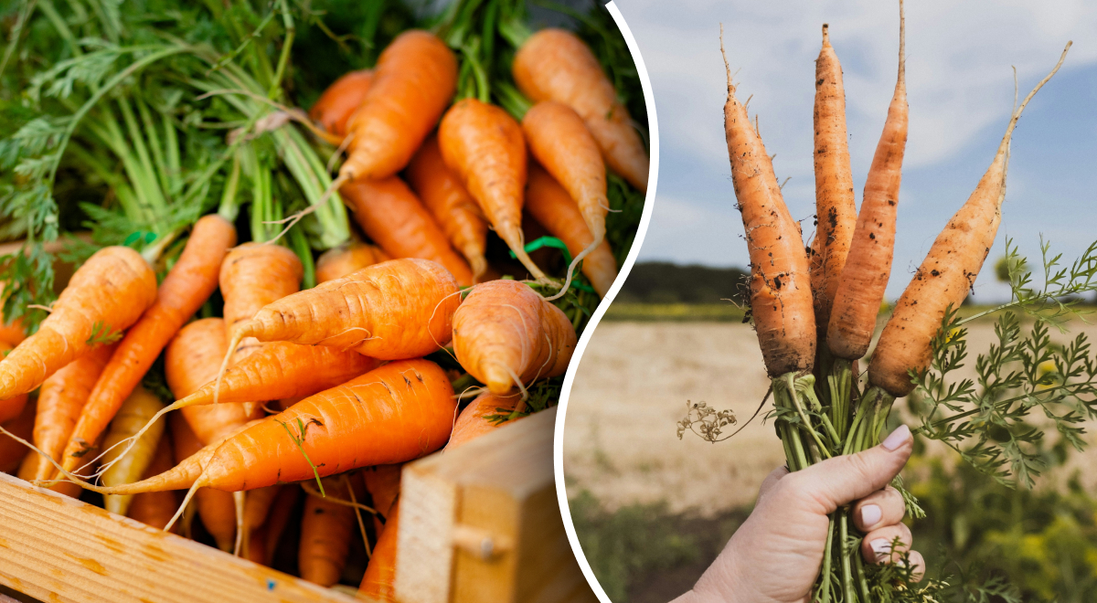 Что положить в лунку при посадке моркови: 3 лучших варианта
