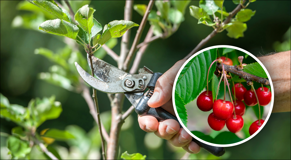 Как избавиться от вишневой поросли: что делать садоводам в сложной ситуации