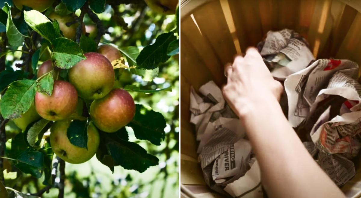 Трюк из 1700-х годов: как сохранить яблоки сочными и хрустящими на месяцы