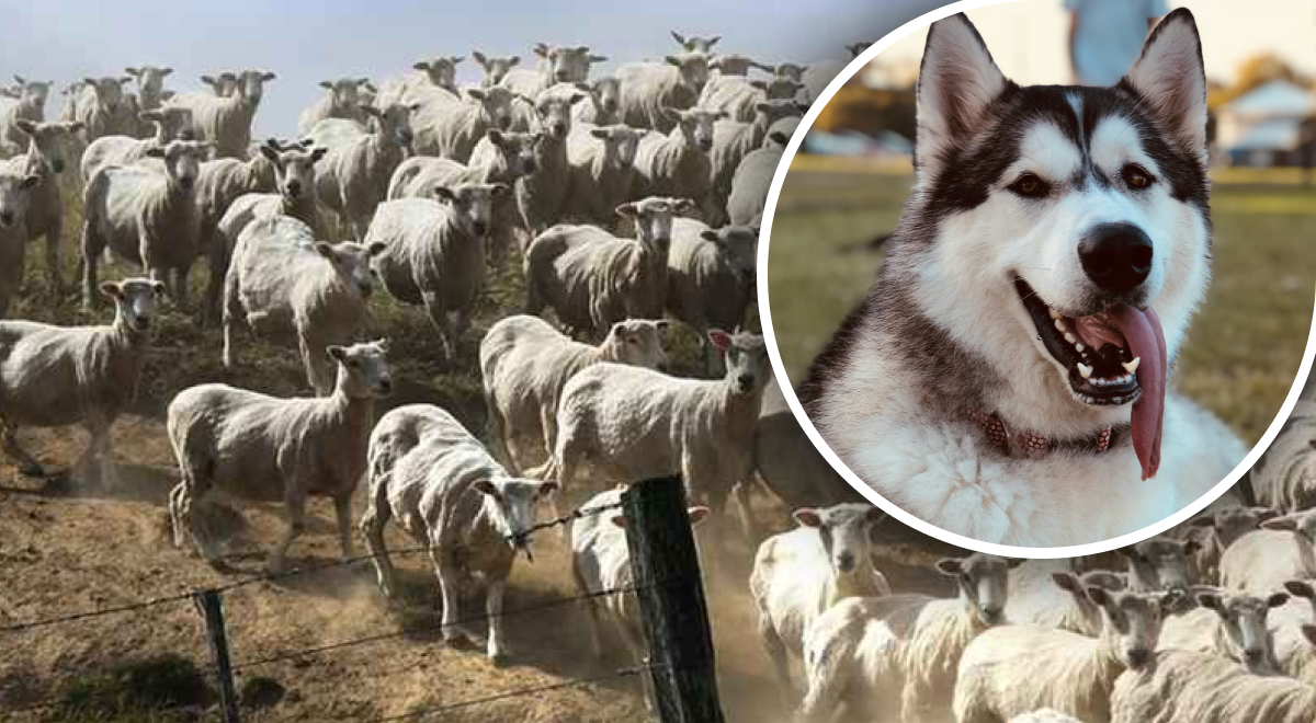 Заметить собаку среди овец за 3 секунды сможет только самый внимательный: сложная загадка