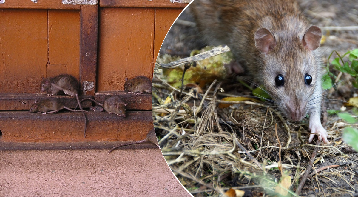 Крысы убегут из сада сами: эксперт назвала лучший природный отпугиватель