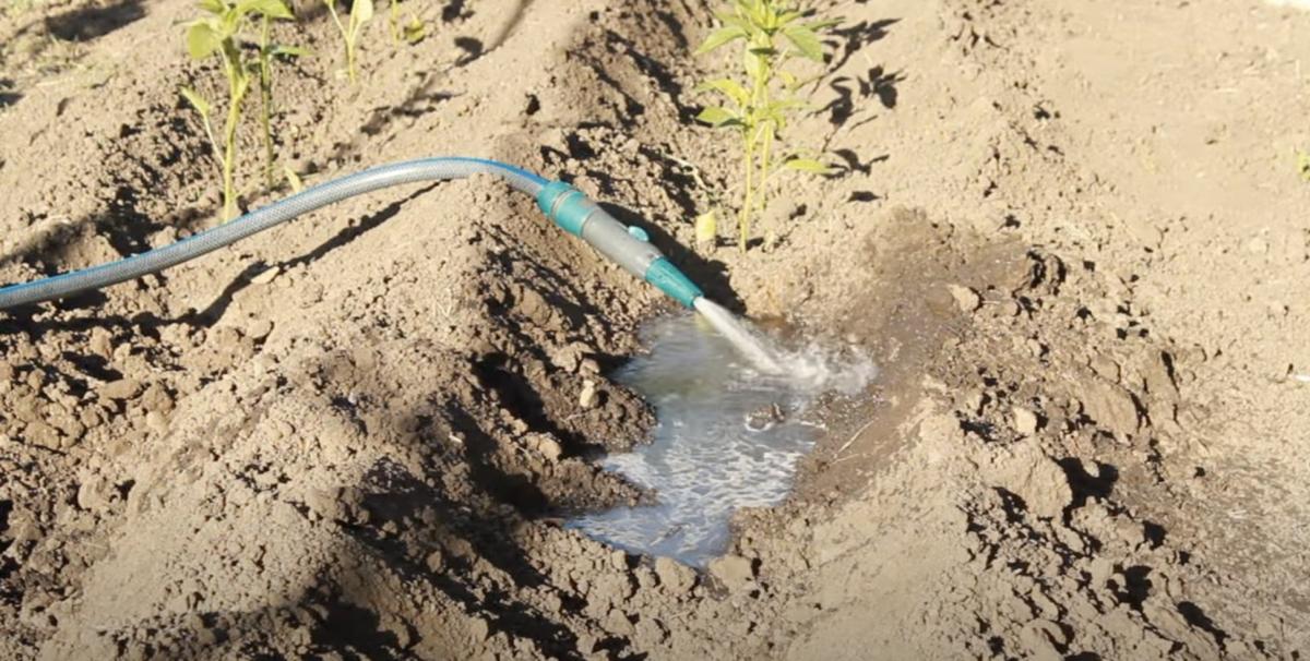 Землю потрібно добре пролити водою Землю потрібно добре пролити водою