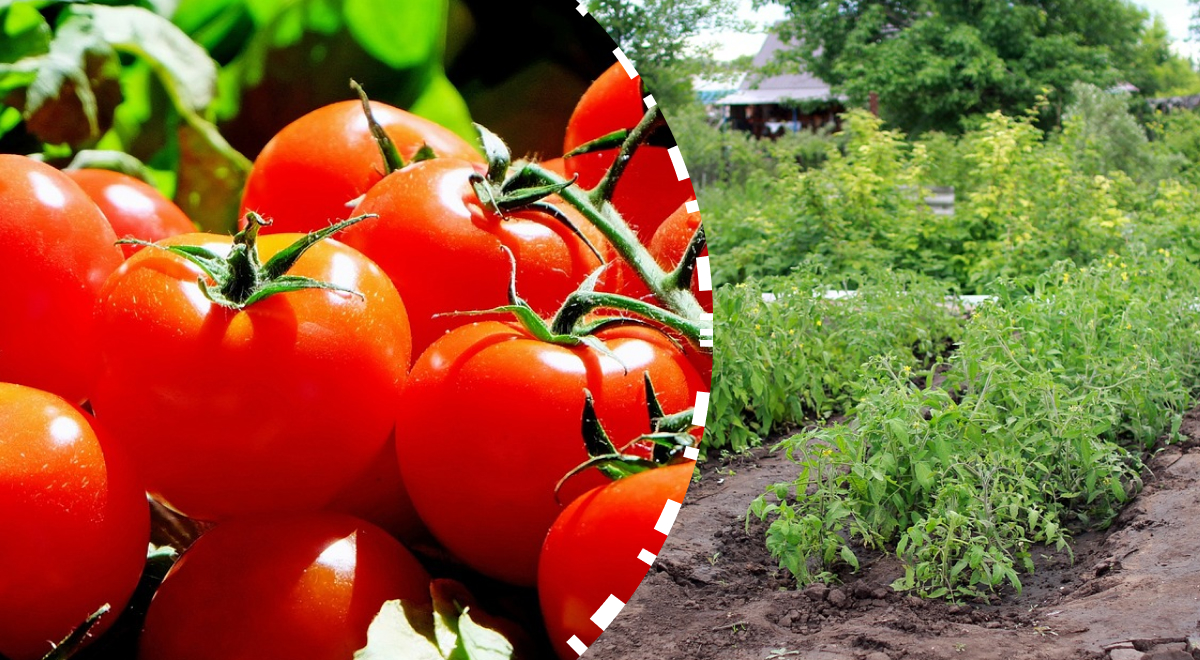 Хитрый секрет богатого урожая: когда сажать помидоры в открытый грунт