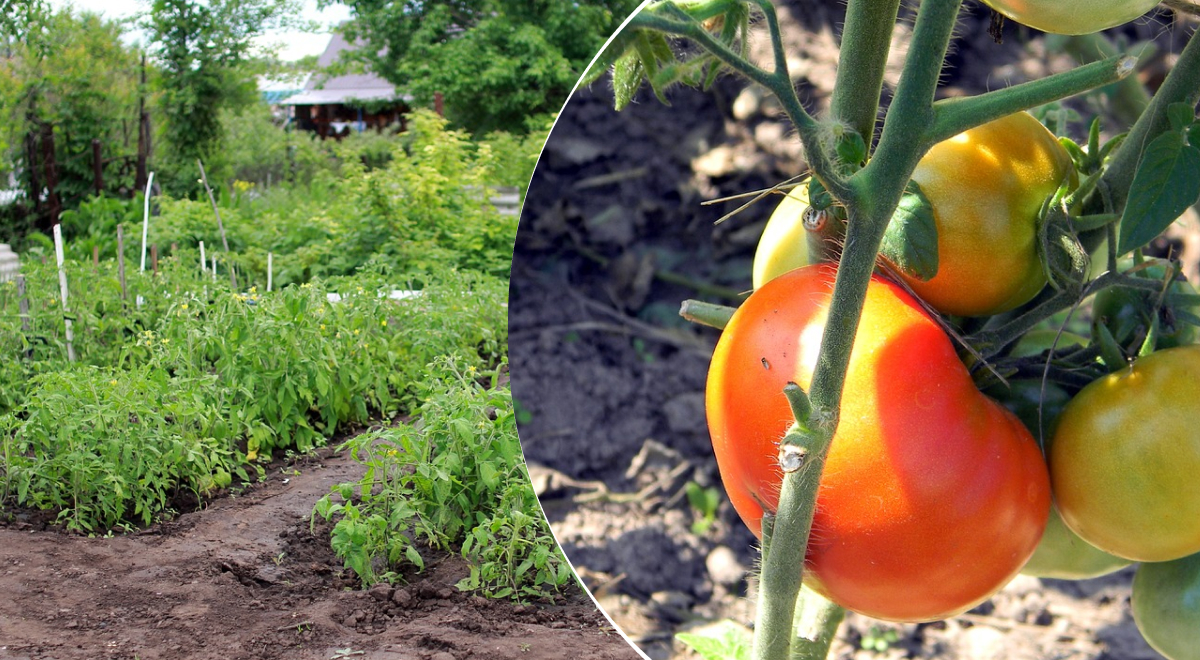 Хитрости при посадке помидоров для богатого урожая: что нужно добавить в лунку