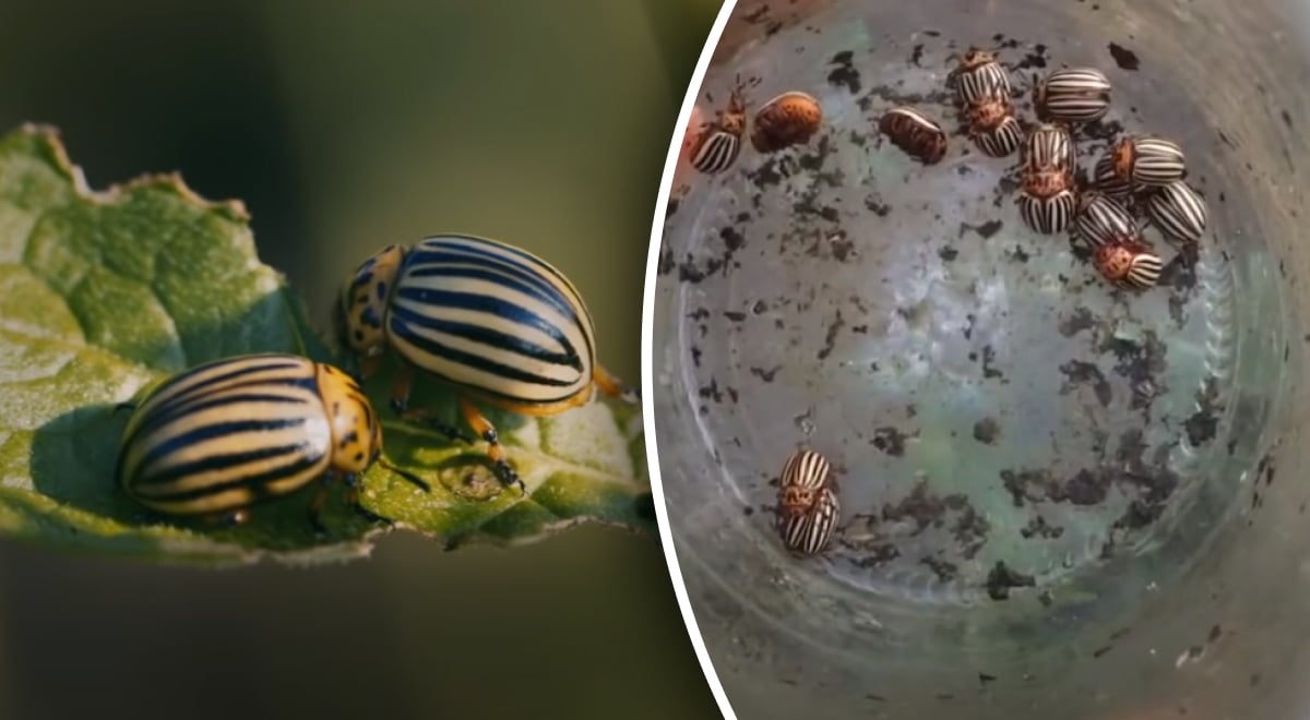 Сами себя соберут: как избавиться от колорадского жука при помощи ловушки