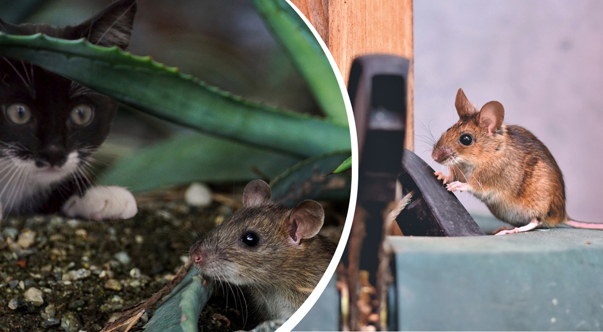 Мыши больше не будут проблемой: как избавиться от грызунов в доме