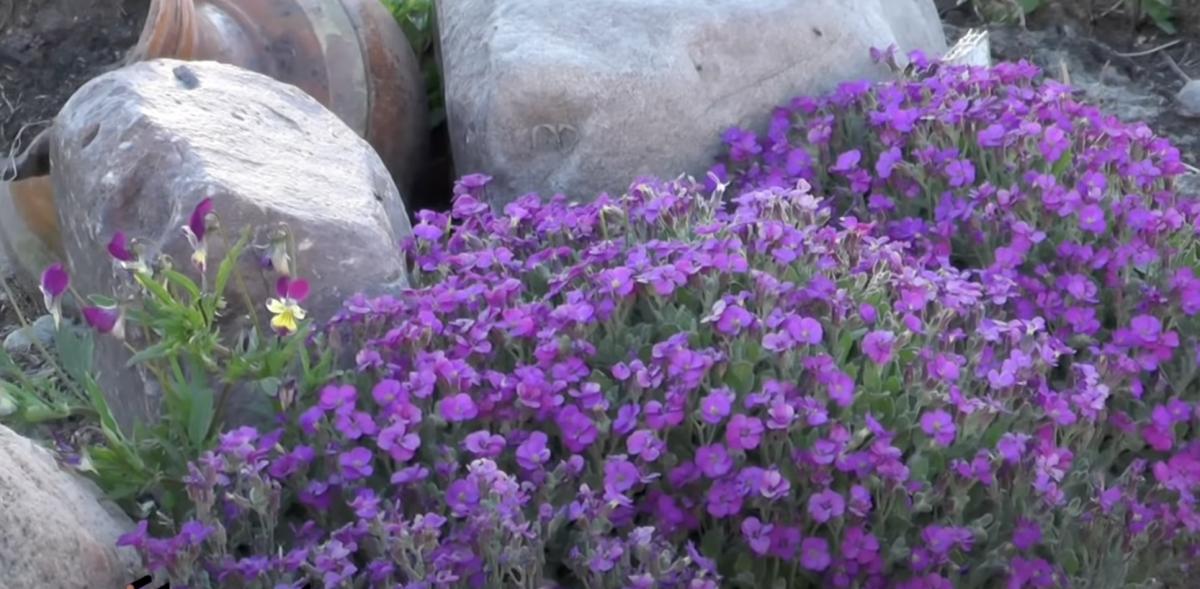 Аубріеція (Абріета)