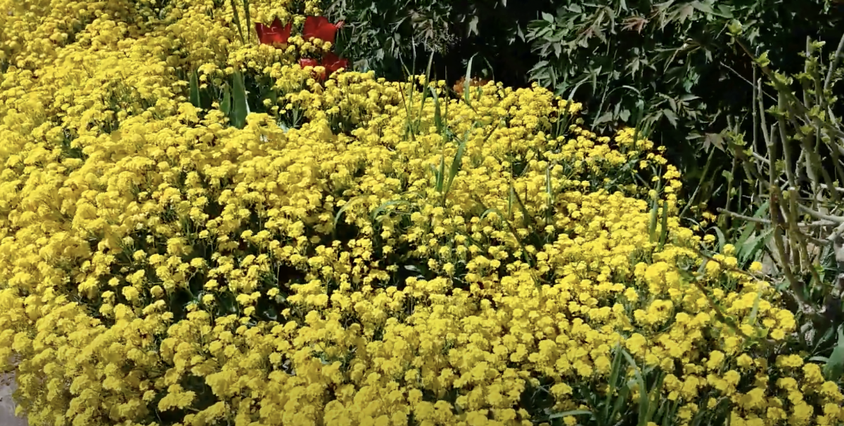 Аліссум скельний