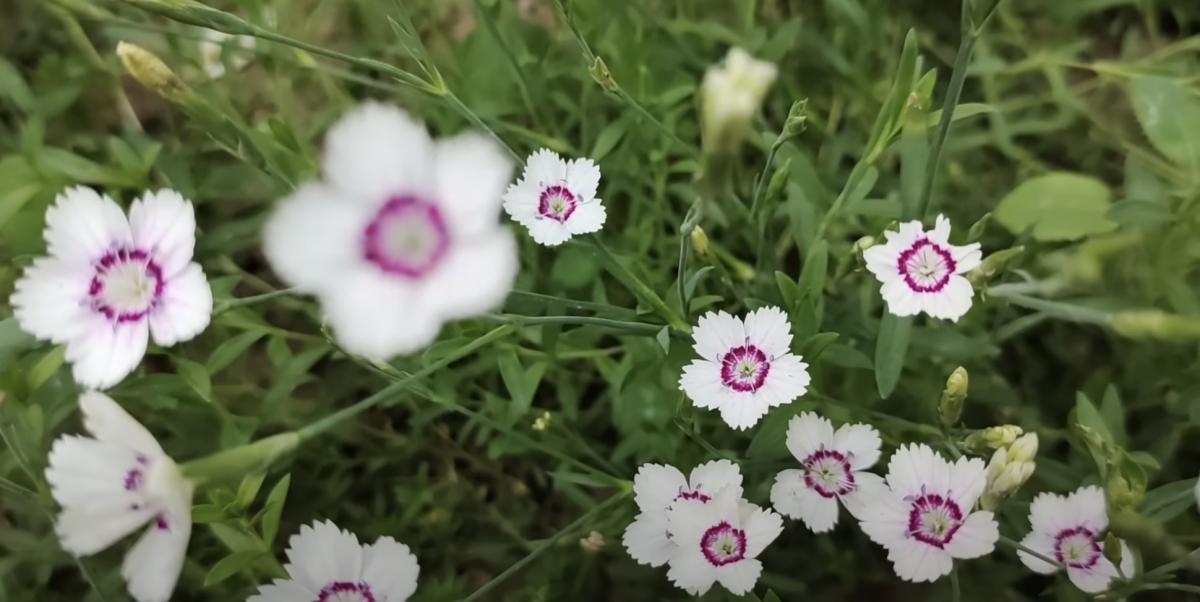 Гвоздика трав'янка