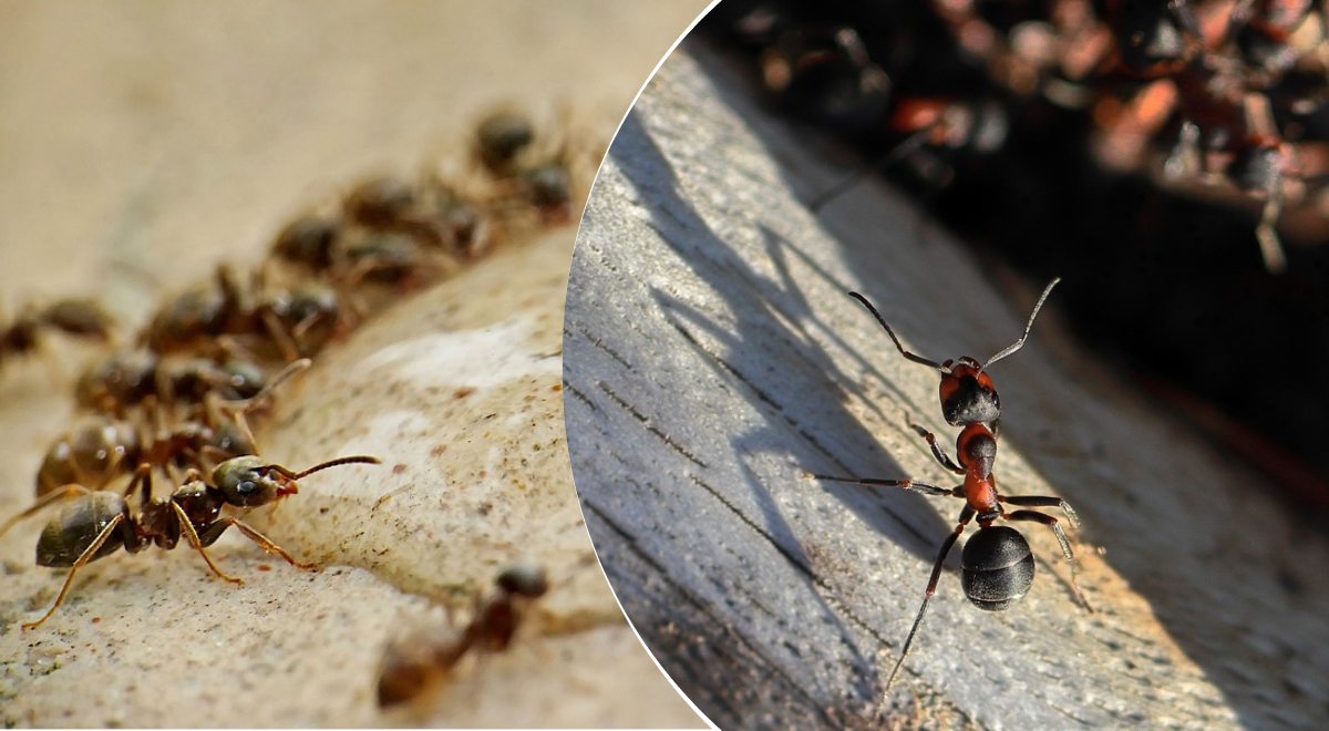 Самостоятельное уничтожение муравьев
