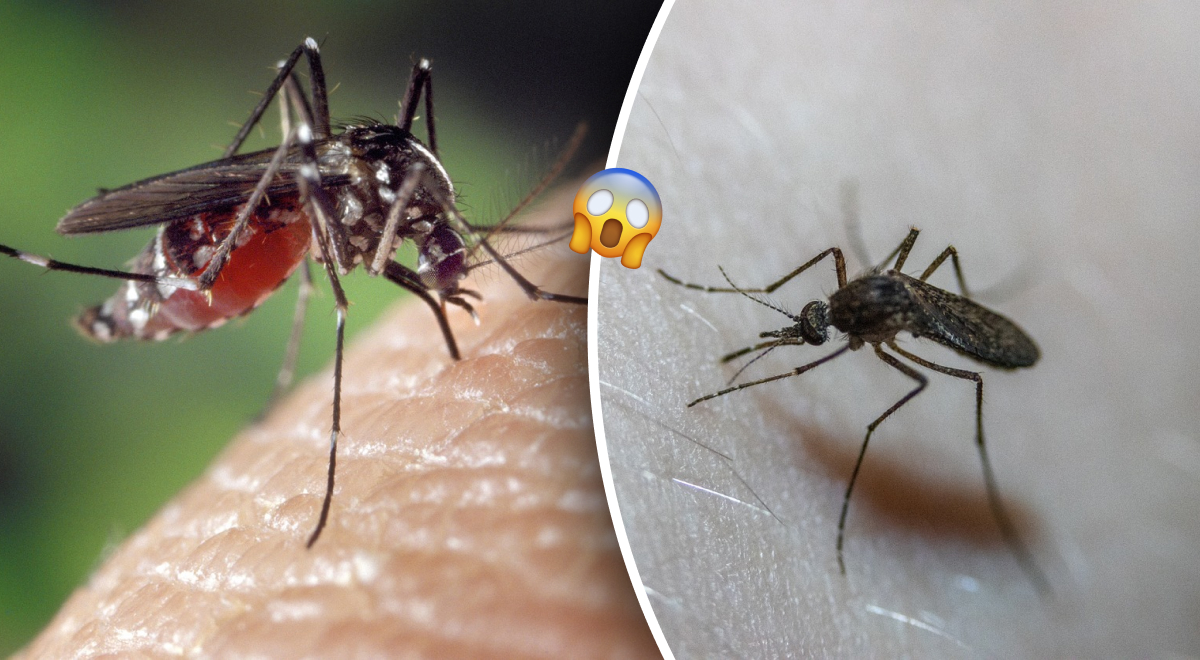 Идеальная мишень: почему одних людей кусают комары, а других нет
