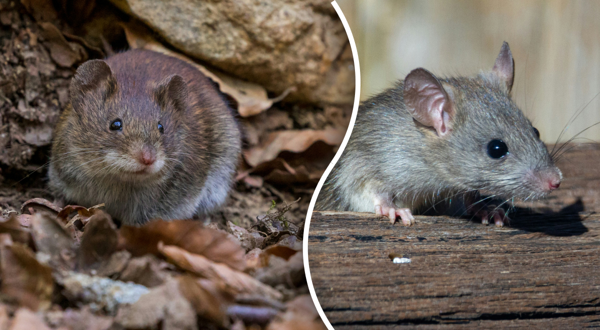4 растения отпугивают грызунов: как избавиться от крыс в саду очень простым способом